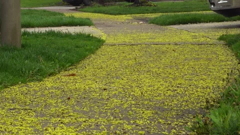 Yellow Maple Tree Buds Blanketing Suburban Sidewalk Stock Footage 345009086