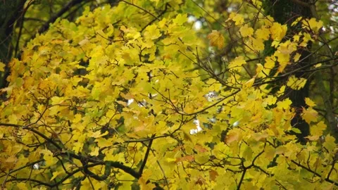 Yellow maple tree on a cloudy autumn day 库存影片 334914982