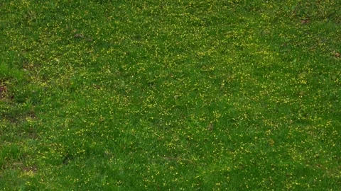 Yellow Maple Tree Flowers Scattered Across Green Grass Lawn Stock Footage 345009103