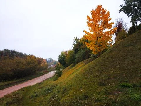 Yellow maple tree on a hill next to a dirt road in autumn. Stock Photos