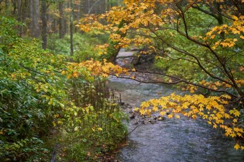 Yellow maple tree leaf in autumn kamikochi japan Stock Photos