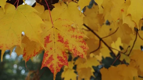 Yellow maple tree leafs in autumn Stock Footage 320197937