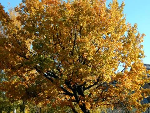 Yellow maple tree leaves in autumn Stock Photos
