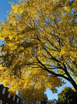 Yellow maple tree leaves composition over sky Stock Photos