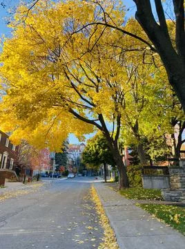Yellow maple tree leaves composition over sky Stock Photos