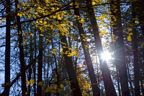 Yellow maple tree leaves in the forest in autumn with lens flare Stock Photos