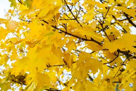 Yellow maple tree leaves 스톡 사진