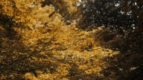 Yellow maple tree at park in autumn season Stock Footage 94485867