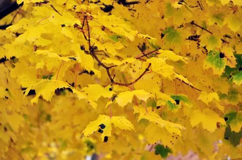 Yellow maple tree Foto stock