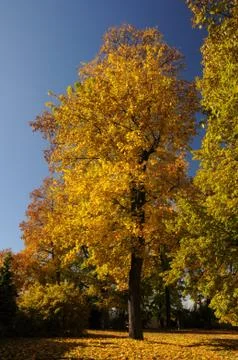 Yellow maple tree Stock Photos