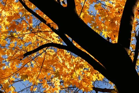 Yellow maple tree Stock Photos