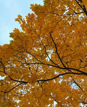 Yellow maple tree. Stock Photos