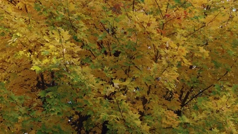 A yellow maple tree slow pan upwards. Autumn colors. Stock Footage 320197943