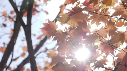 Yellow maple tree with sunlight at autumn Stock Footage 113785331