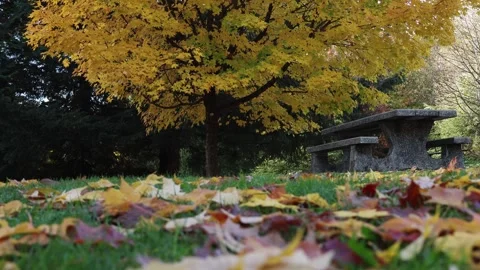 A yellow maple tree transitioning colors. low angle, slow motion Stock Footage 321373877