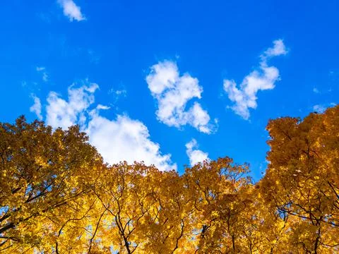 Yellow maple trees on clear blue sky background Stock Photos