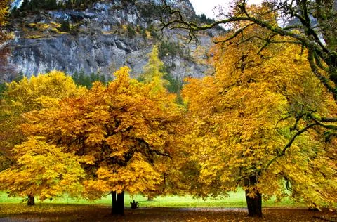 Yellow maple trees Stock Photos