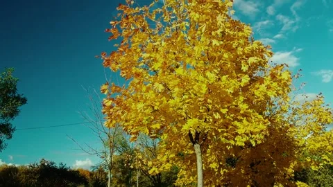 Yellow maple in the wind Video stock 221178719