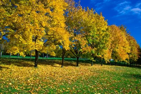 Yellow maples Stock Photos