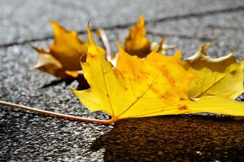 Yellow mapple leaf Stock Photos