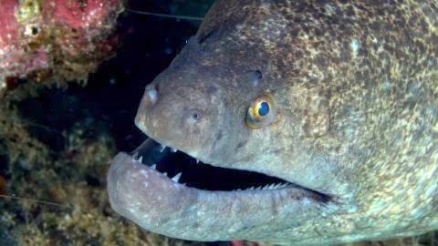 Yellow Margin Moray Close Up Stock Photos