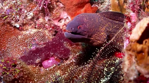 Yellow Margin moray eel. Stock Footage 307149010