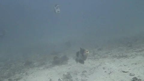 Yellow margin trigger mating dance Stock Footage 80855586