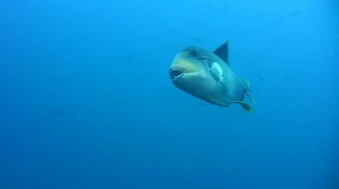 Yellow-margin triggerfish (Pseudobalistes flavomarginatus) swimming Stock Footage 6930109