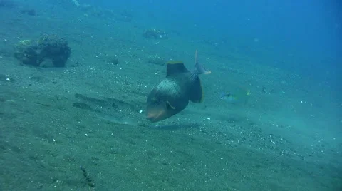 Yellow-margin triggerfish (Pseudobalistes flavomarginatus) eating on the sand Stock Footage 6930111