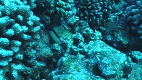 Yellow marging moray eel Video stock 106689126