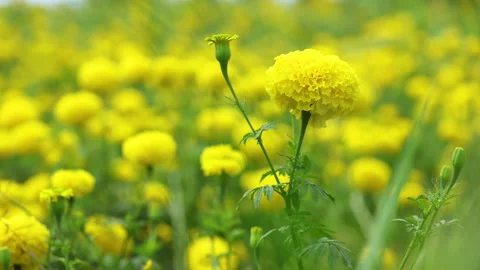 Yellow marigold field in wind Stock Footage 292088354