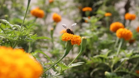 Yellow marigold flower with buzzing bee 스톡 동영상 132520871