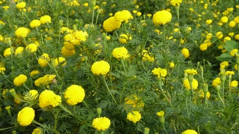 Yellow Marigold Flower Stock Footage 336689133