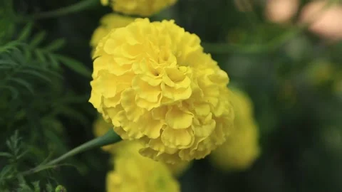 Yellow Marigold flowers blowing in the wind Stock Footage 172242938