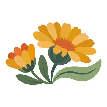 Yellow Marigold Flowers Flat Vector Illustration with Leaves Botanical Stock Illustration