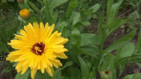Yellow marigold flowers on a flowerbed in the wind Stock Footage 303814031