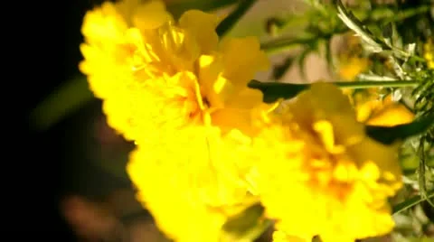 Yellow Marigold 動画素材 21234010
