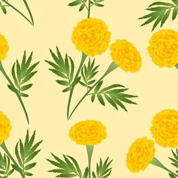 Yellow Marigold on Ivory Beige Background. Vector Illustration Stock Illustration