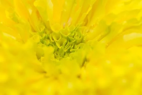 Yellow marigold petals background Stock Photos