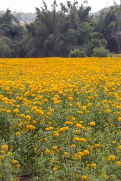 Yellow marigold Stock Photos