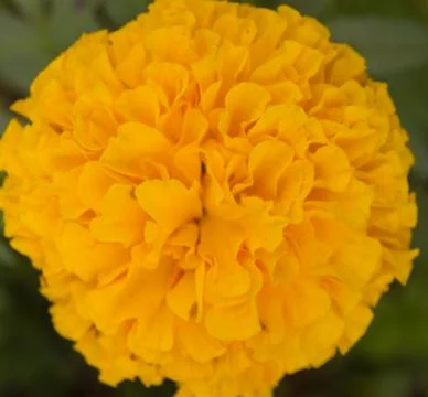 Yellow marigold Stock Photos