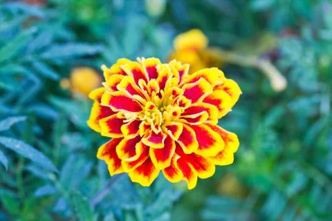 The yellow marigold Stock Photos