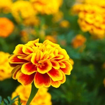 The yellow marigold Stock Photos
