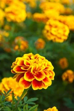 The yellow marigold Stock Photos