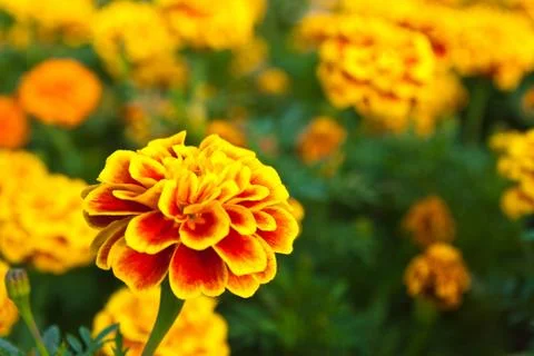 The yellow marigold Stock Photos