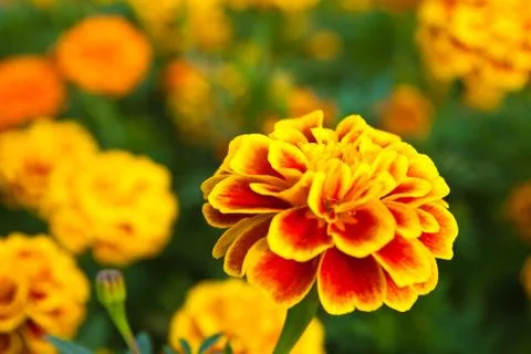 The yellow marigold Stock Photos
