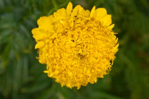Yellow marigold Stock Photos