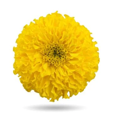 Yellow marigold Stock-Fotos