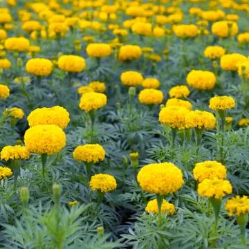 Yellow marigold Foto stock