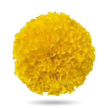 Yellow marigold Foto stock